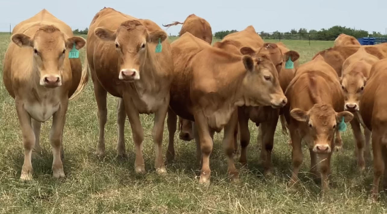 15 Head Registered Akaushi Heifers